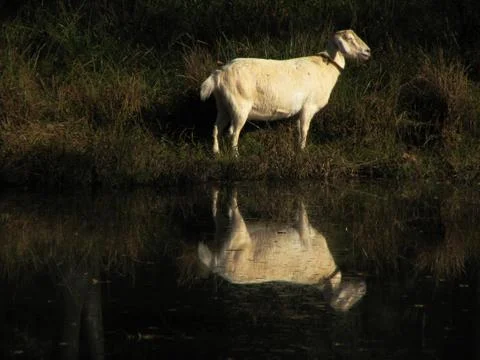 Goat reflection Stock Photos