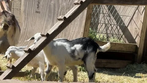 Goat refuses to nurse its two kids Stock Footage 311121464
