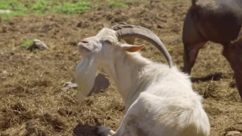 Goat relaxing in field Vídeos de archivo 75462263