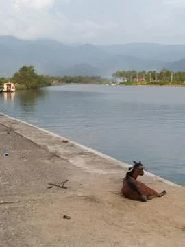 Goat relaxing by the river Stock Photos