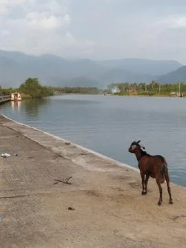 Goat relaxing by the river Foto stock