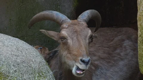  goat resting and chewing Stock Footage 275514706