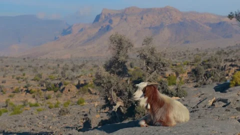 Goat Resting in Arid Mountain Landscape, Wadi Bani Khalid, Oman Video stock 324849688