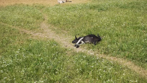 Goat resting on green field. Video stock 92016384
