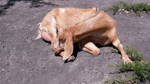 Goat Resting on Ground Stock Footage 293215665