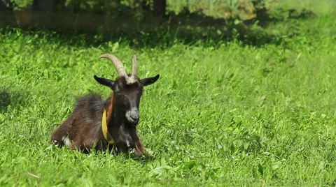 Goat resting on the lawn 스톡 동영상 40809644