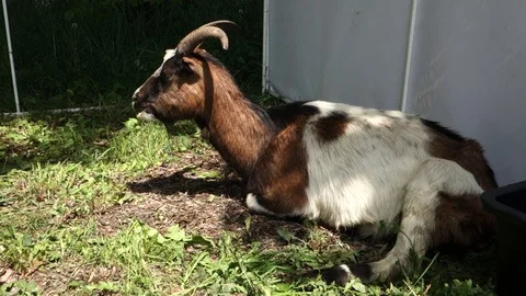 Goat resting outside in the corral Stock Footage 109508010