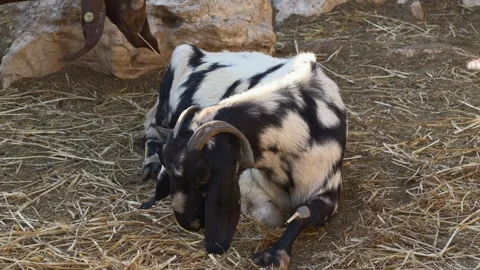 Goat resting on straw inside farm enclosure, showing natural livestock behavior Stock Footage 321815348