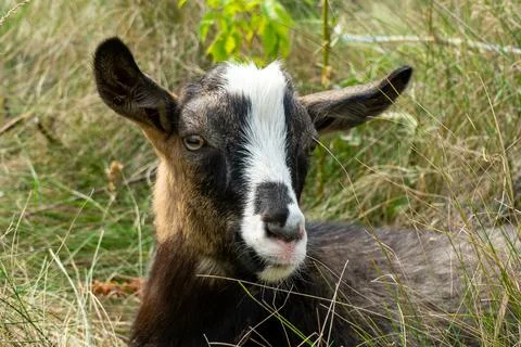 Goat resting in tall grass during a sunny afternoon outside Stock Photos