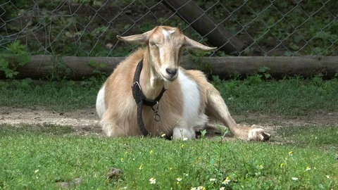 Goat rests on the grass Stock-Footage 90929078