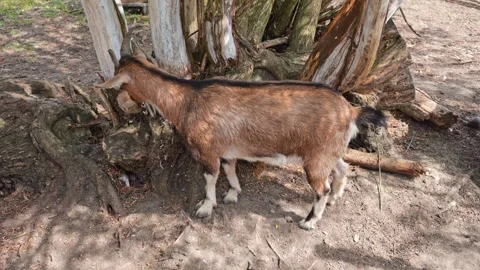 A goat rests peacefully on sandy ground in front of a wooden fence on an or.. Stock Footage 279542063