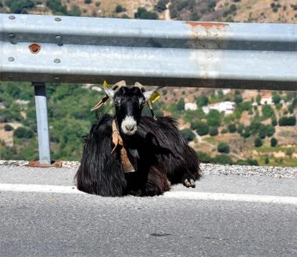 Goat on the road Foto stock