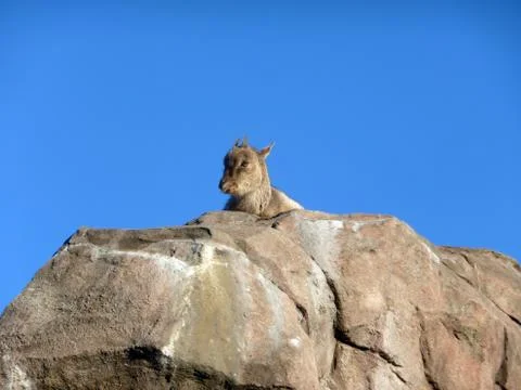 Goat on rock Stock Photos