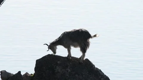 A goat on the rocks Stock Footage 149412666