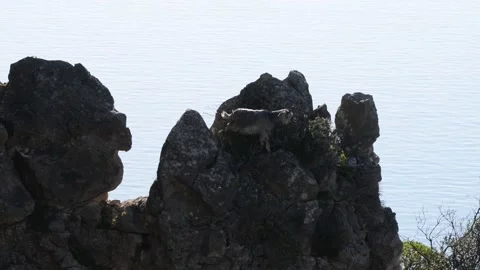 A goat on the rocks Stock Footage 149412709
