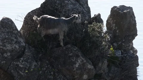 A goat on the rocks Stock Footage 149412732