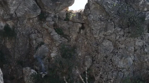 A goat on the rocks Stock Footage 149412902