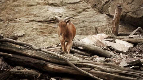Goat on the rocks Stock Footage 151652043