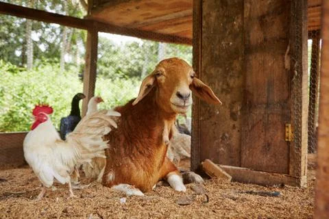 Goat with rooster Foto stock
