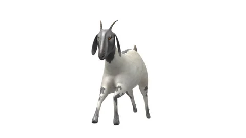 Goat Run Front White Background Stock Footage 330846274