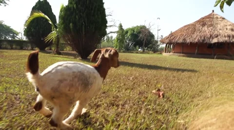 Goat running super slow motion Vídeos de archivo 50231672