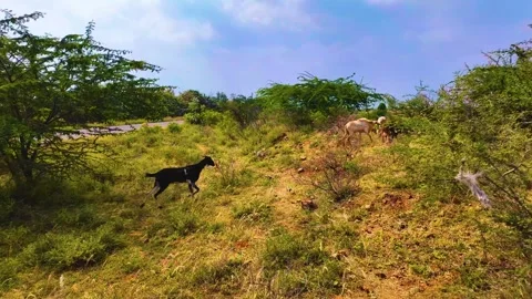 Goat Running Towards its Herd Stock Footage 264351135