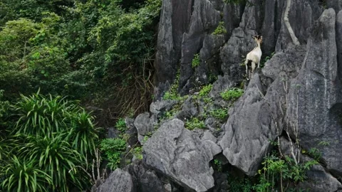 Goat Scaling Steep Karst Face In Phong Nha Vietnam, Determined Animal Climbs Vídeos de archivo 344249148