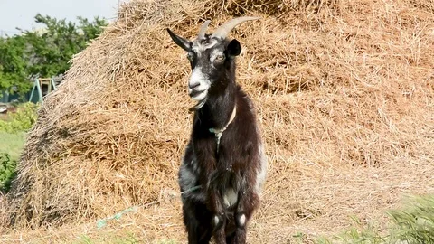 Goat scary Stock Footage 91040010