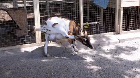 Goat Scratching and Drinking Stock Footage 293220500