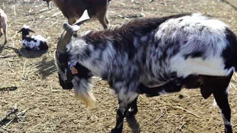 Goat scratching his leg Stock Footage 169534959