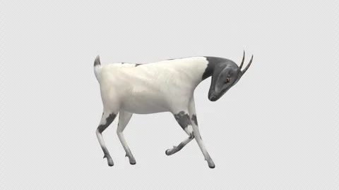 Goat Scratching Isolated Alpha Loop Video stock 331938622