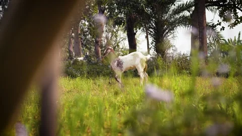 Goat Scratching its back while in the green pasture Stock Footage 302556903