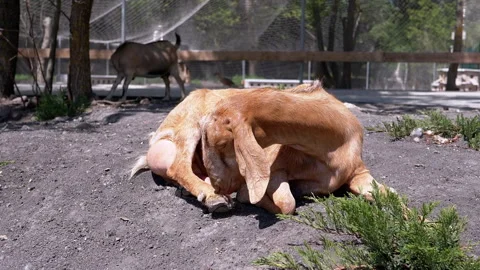 Goat Scratching Itself Stock-Footage 293225607