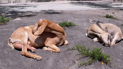 Goat Scratching Itself on a Hot Day Stock Footage 293236042