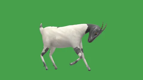 Goat Scratching Leg Green Screen Video stock 331938406