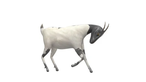 Goat Scratching Leg White Background Video stock 331979537