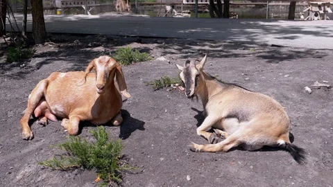 Goat Scratching in the Shade Stock Footage 293227704