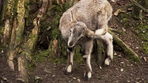 Goat scrathing Stock Footage 151610151
