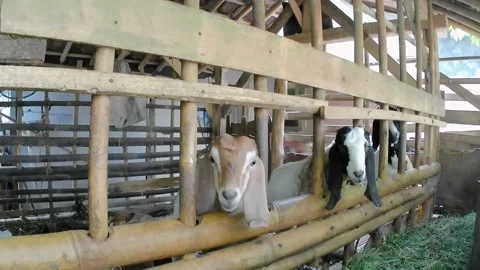 Goat shed Video stock 241911754