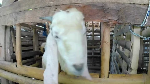 Goat shed Video stock 241911774