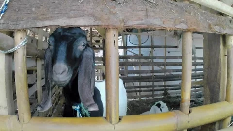 Goat shed Video stock 241911816