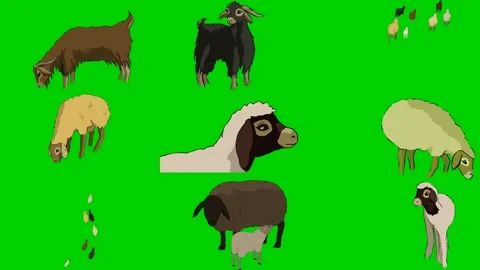 Goat Sheep Lamb Ram Drop Seed Herd Livestock Farm 2d animated cartoon Stock Footage 334703274