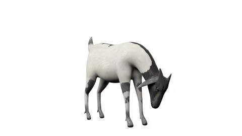 Goat side view isolated on white background Stock Photos