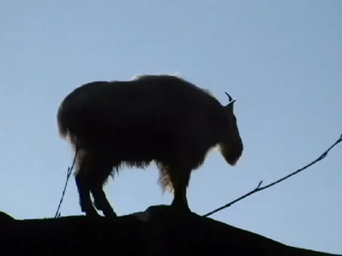 Goat sill 33sec Video stock 924960