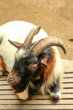 A goat sitting on the barn Stock Photos
