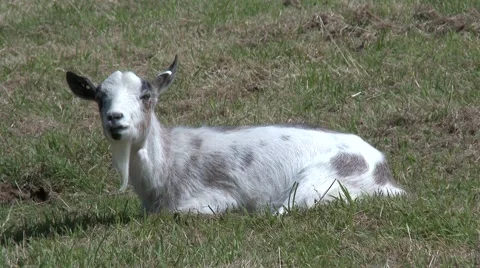 Goat Sitting Chewing Stock Footage 65241242