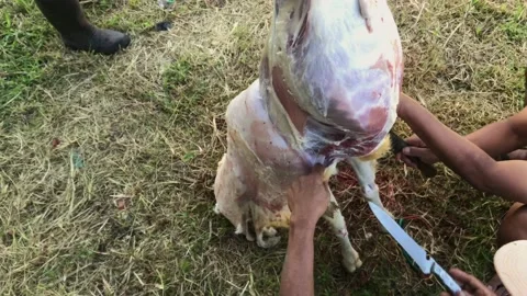 Goat skin. Stock-Footage 204776055