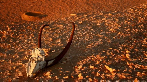 Goat Skull Stock Footage 1407174