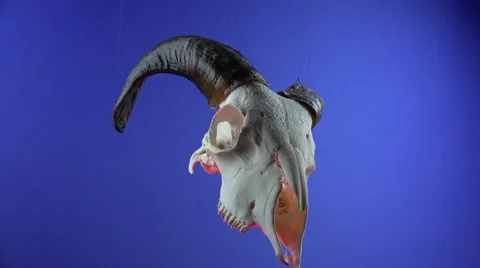 Goat Skull, oscillating Stock Footage 55879461
