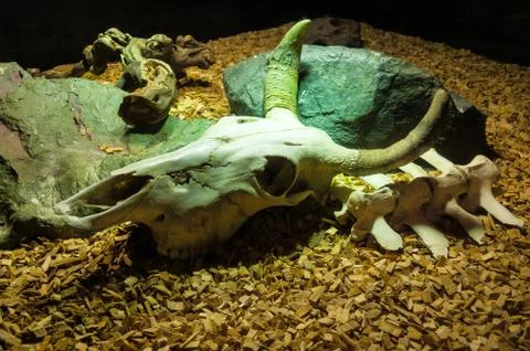 Goat skull Stockfoto's
